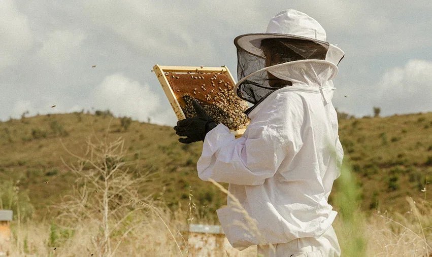 Château Galoupet - PremiumBottles