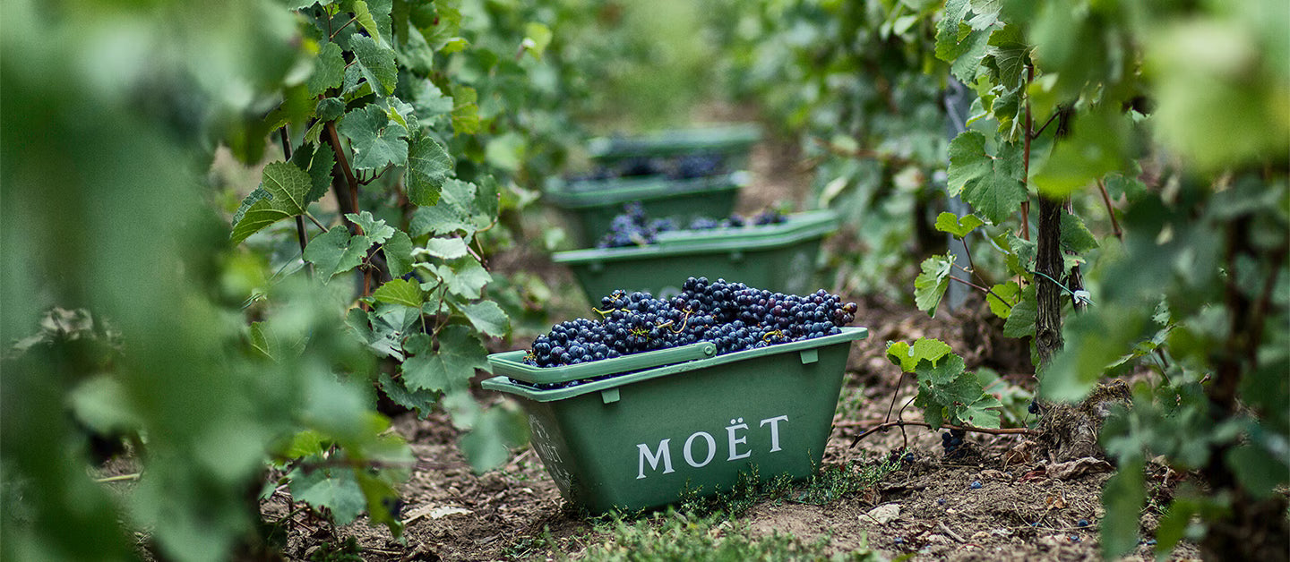 En høst spand fra moet med pinot druer