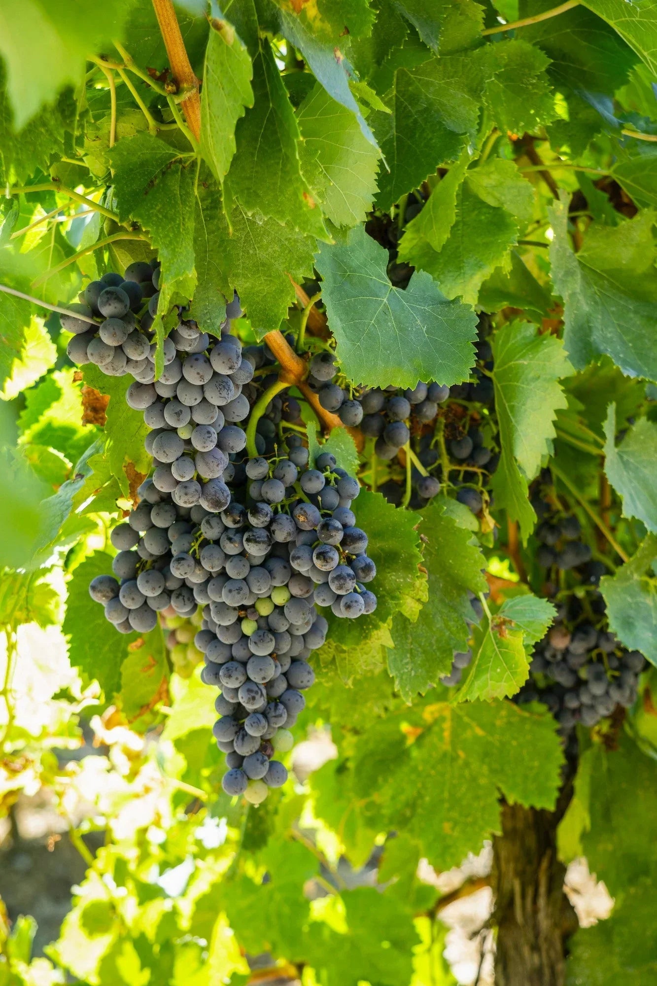 Druer i champagne - PremiumBottles