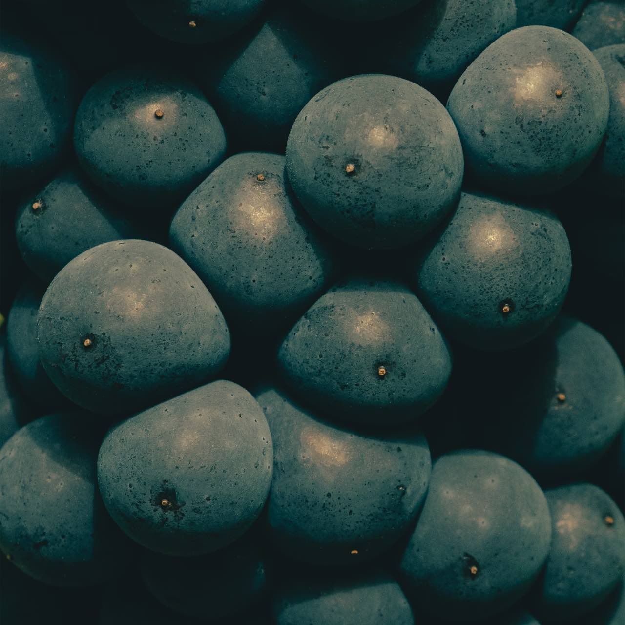 Tæt billede af Pinot Noir druer til Veuve Clicquot champagne