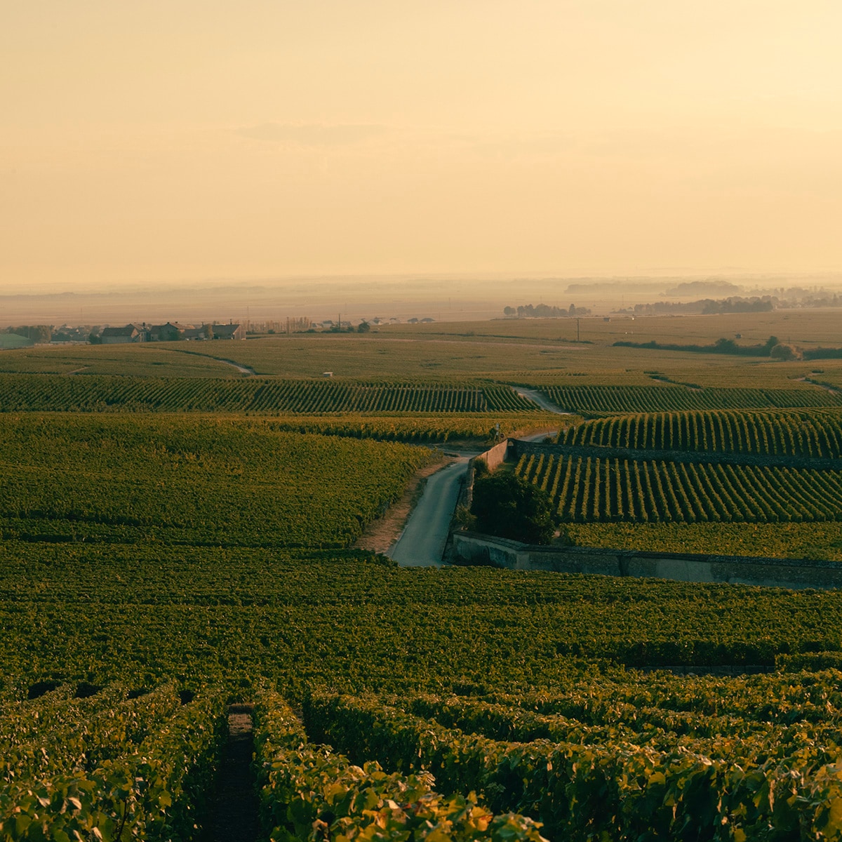 Veuve Clicquot vinmarker i Champagne-regionen ved solnedgang