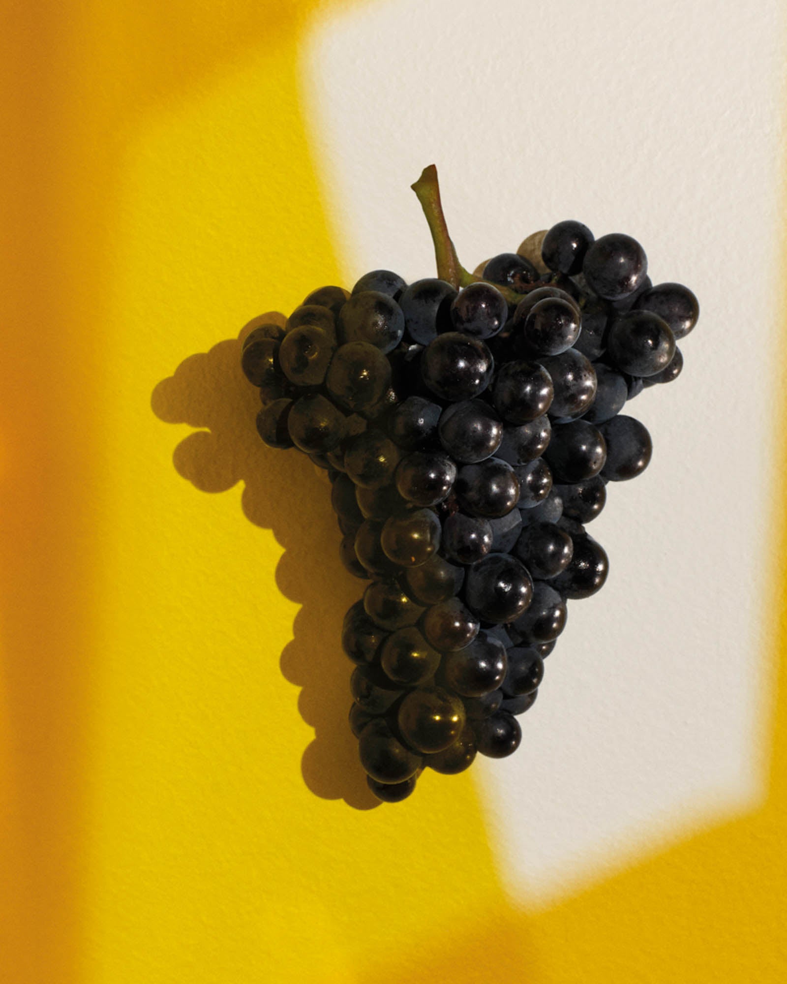 Drueklase på gul-hvid baggrund fremhæver Pinot Noir-druer