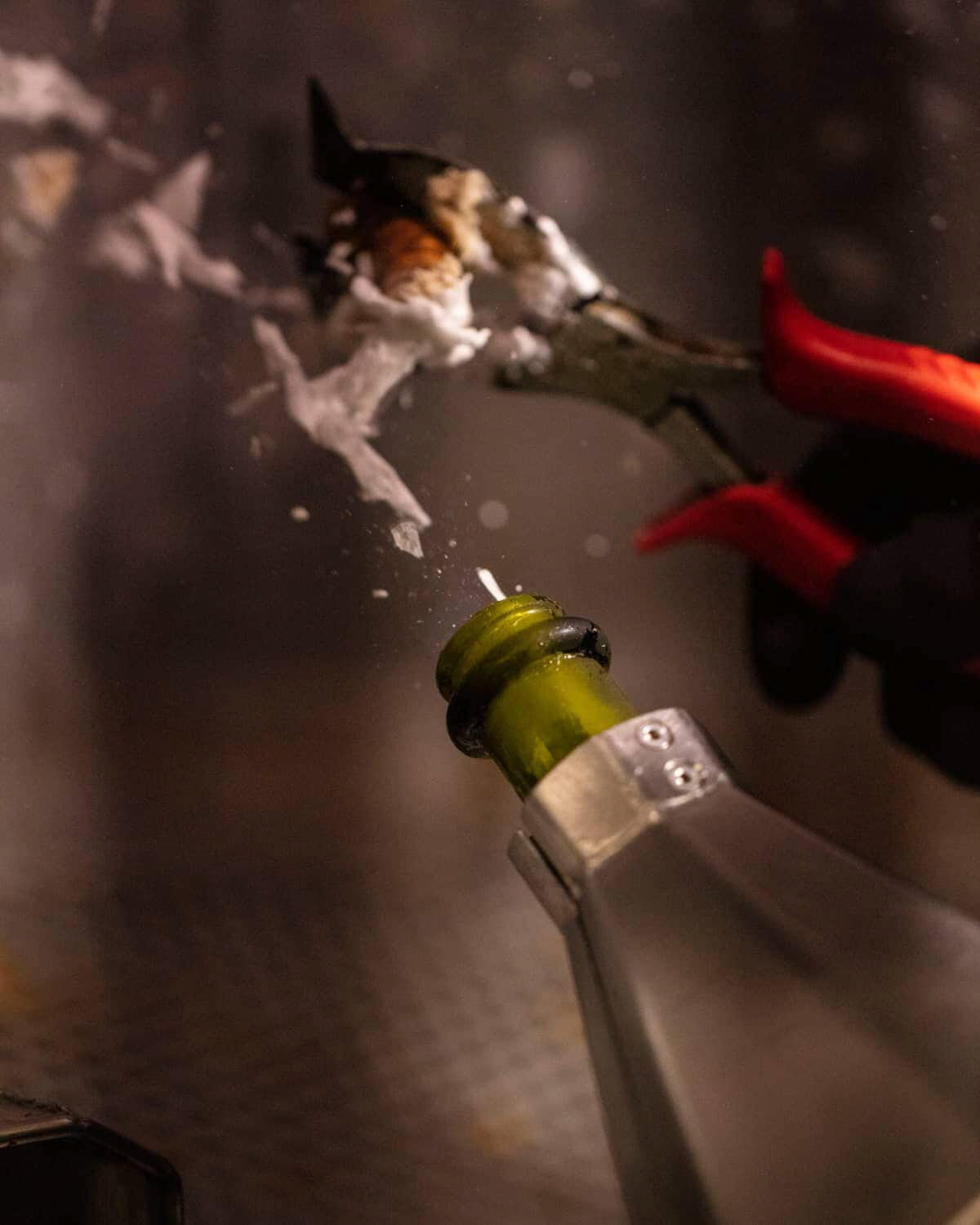 Champagneflaske under degorgering, hvor bundfald fryses og fjernes.