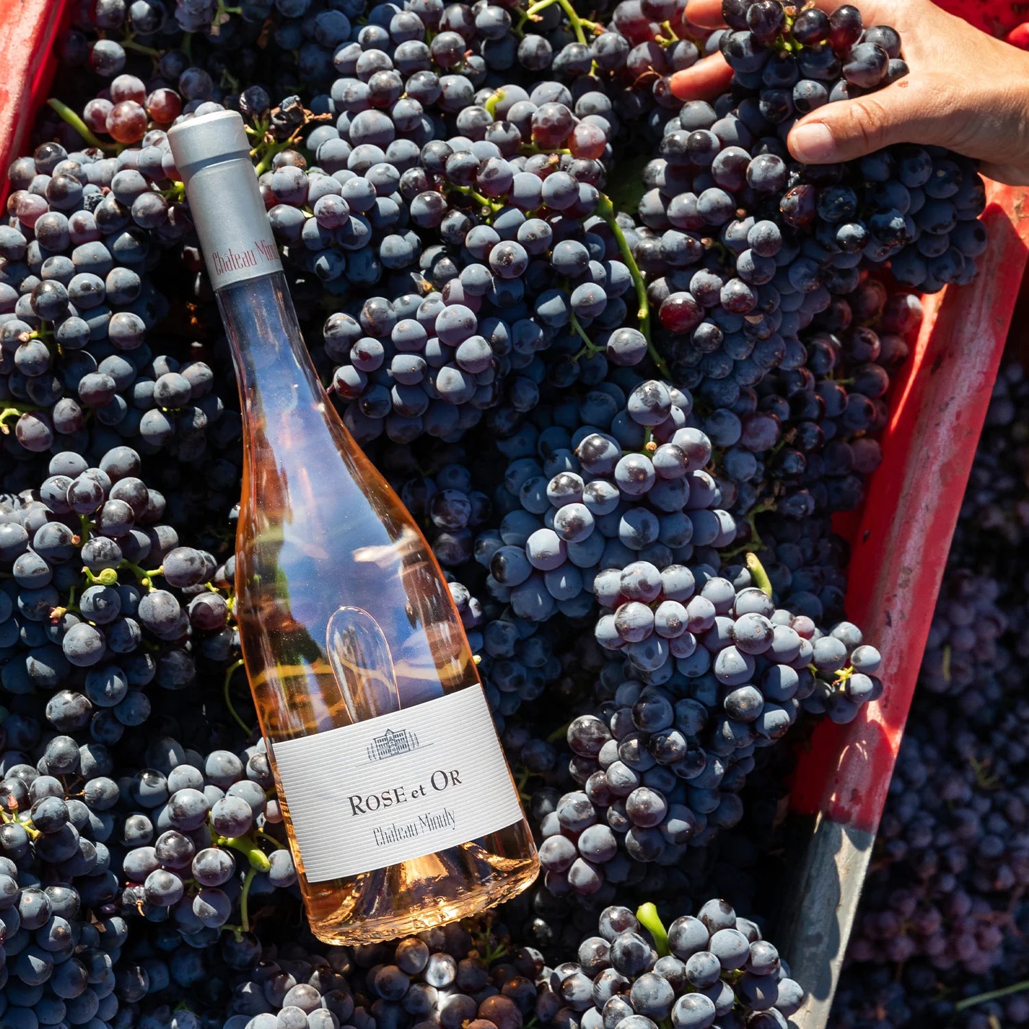Château Minuty Rosé et Or vinflaske på en seng af friske druer.
